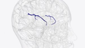 vena-cerebral-media-superficial_807466-6582