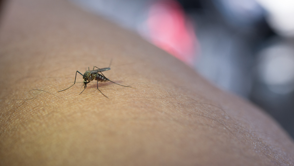 Mosquito Aedes: Prevenção Eficiente e Como Reduzir o Risco de Doenças